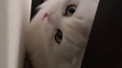 "Purrfectly Adorable: A Playful Kitty's Delight"
