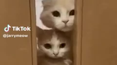 Funny Cat videos