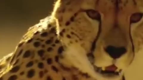 cheetahs speed