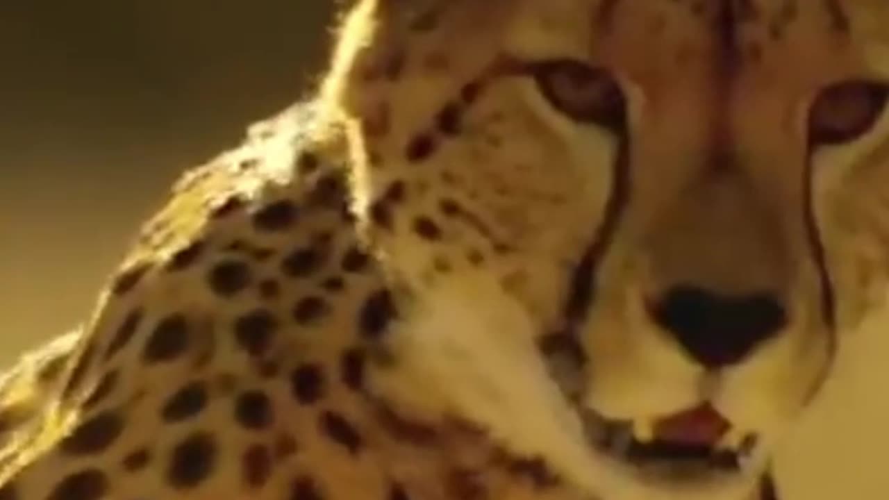 cheetahs speed