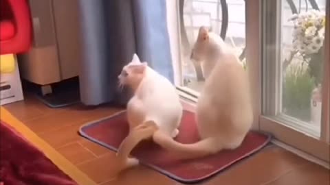 Funny cat 😺😺