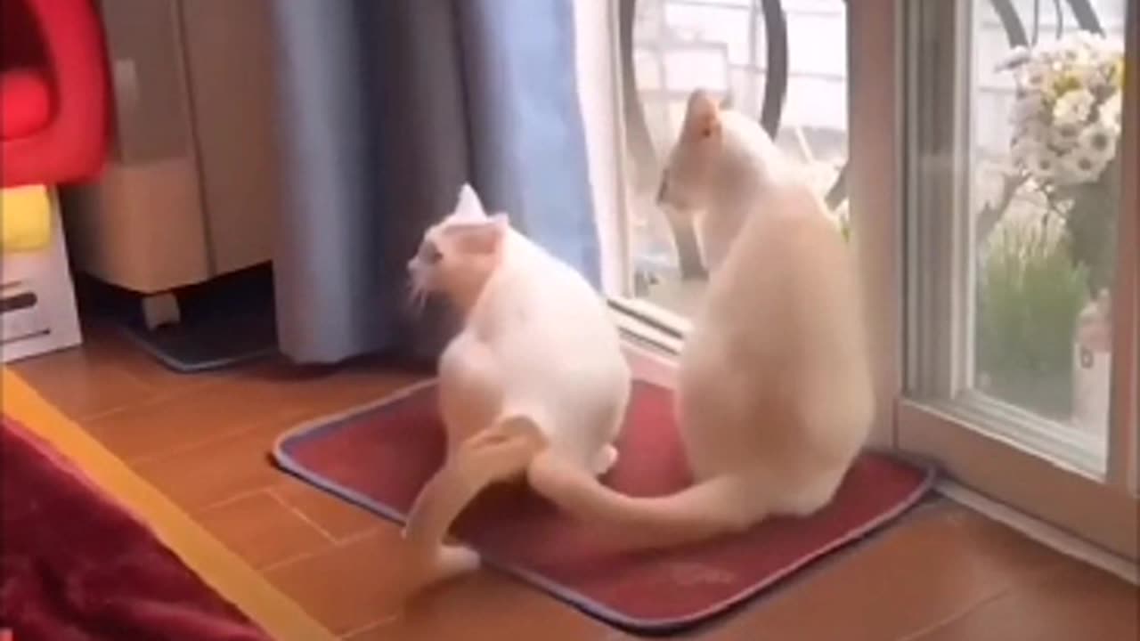 Funny cat 😺😺