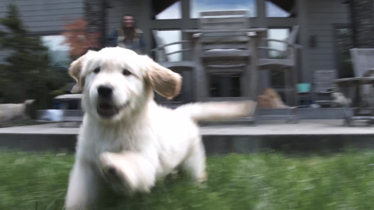 "Hilarious Puppy Takes a Tumble and Gives Chase to the Camera!"