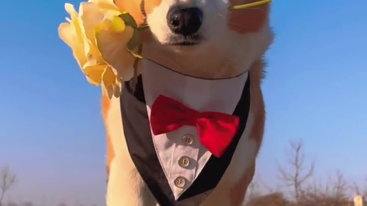 Run dog with rose