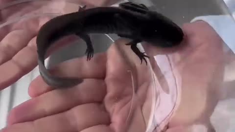 SUPER RARE Mystery AXOLOTL