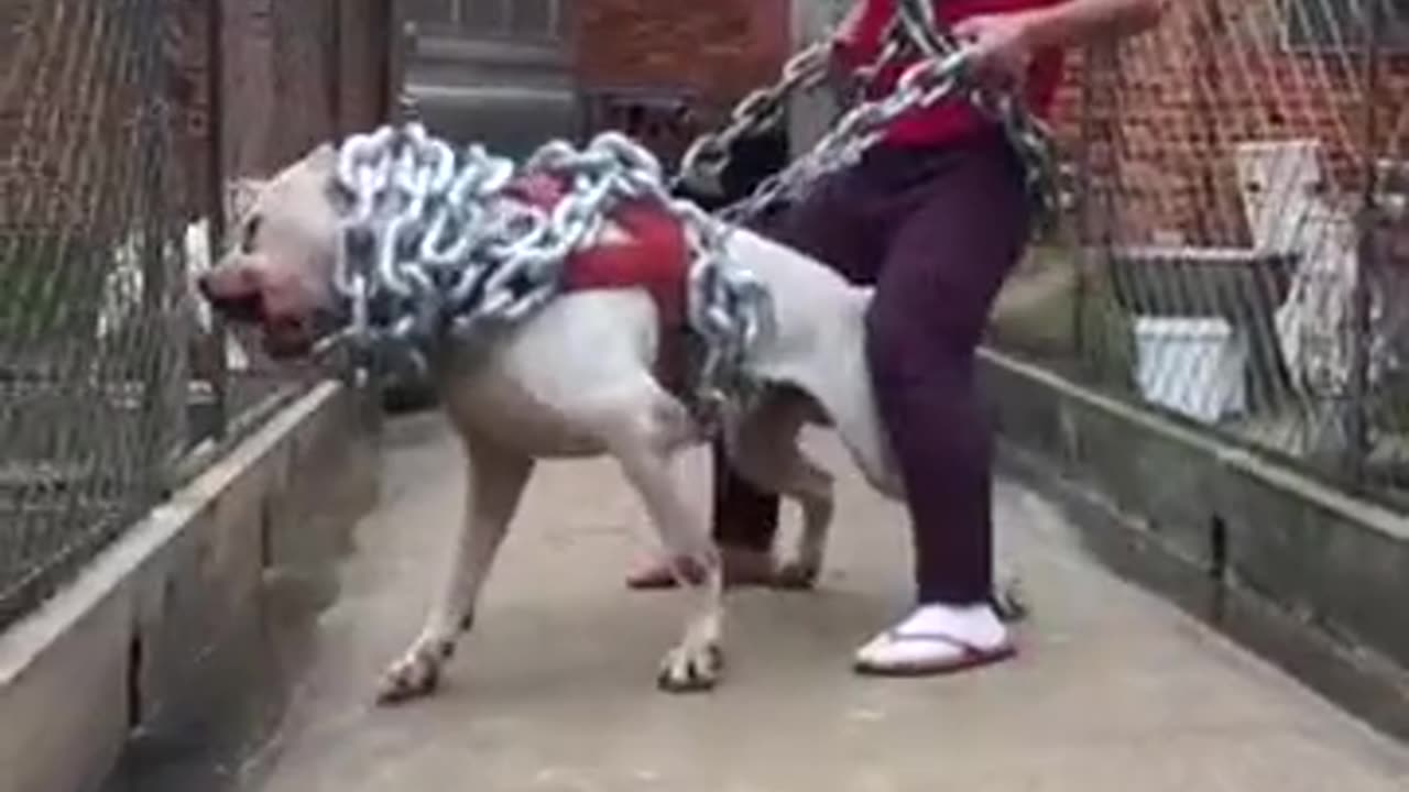 Very beautiful dog pitbull #pitpull #dog #virual #video #only #for #you