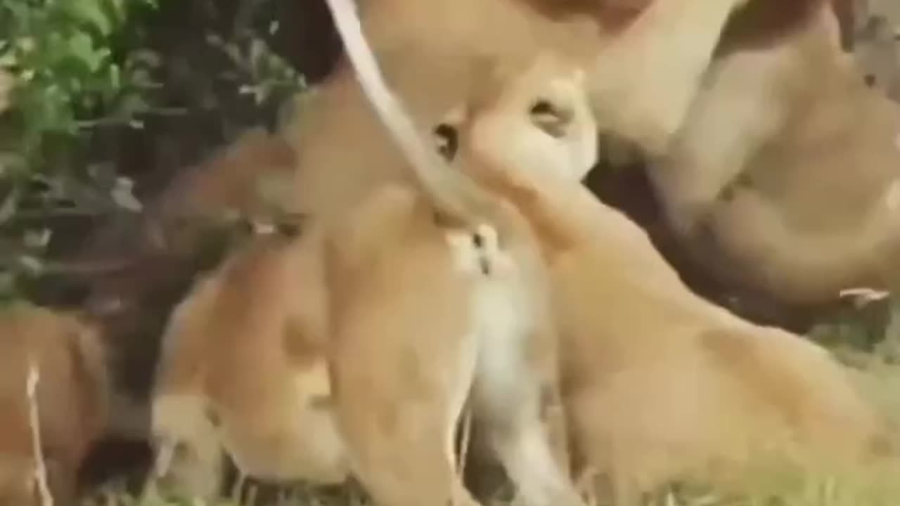 Lion Vs Lion Gangrenous Animals Fight