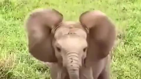 This cute baby elephant!