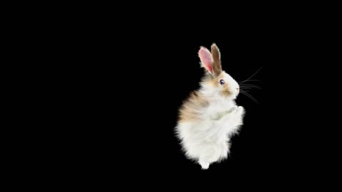 rabbit dancing 4k