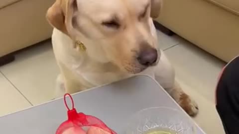 Funny dog enjoying with eggs