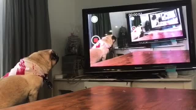 Infinite Barking Pug