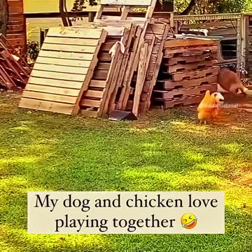 Funniest animal best ever