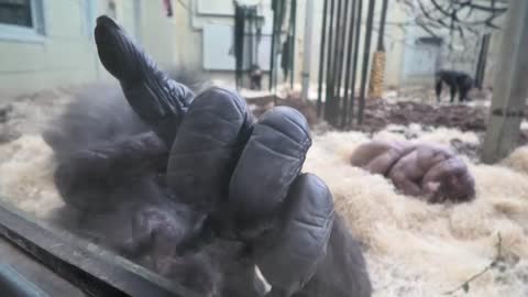 Chimp fogs up window so he can draw on it