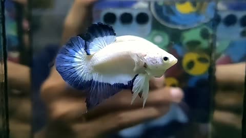 Betta fish Blue rim