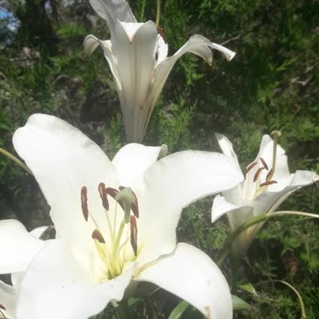 Playful lily pistils