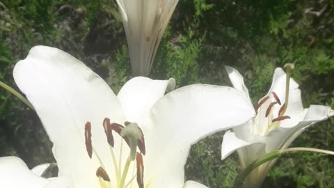 Playful lily pistils