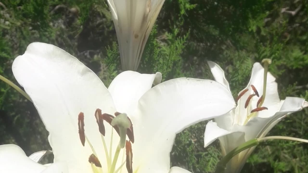 Playful lily pistils