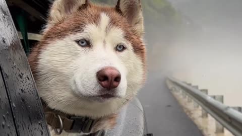 Super cute dog 🐕🐕🐕