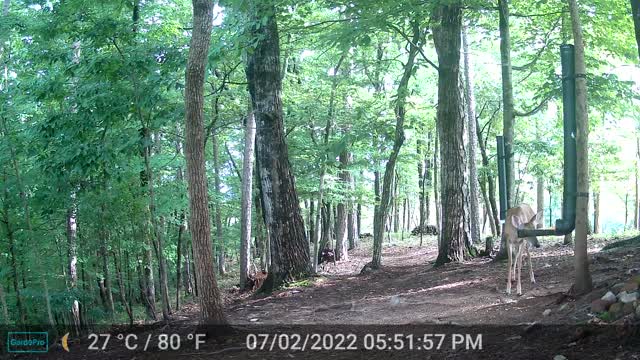 The Woods - 07/03/2022
