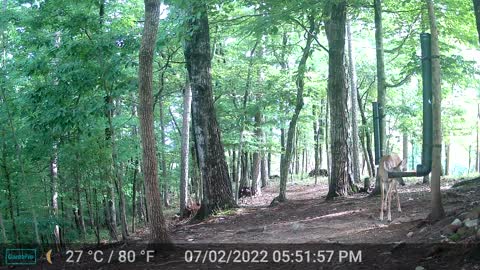 The Woods - 07/03/2022