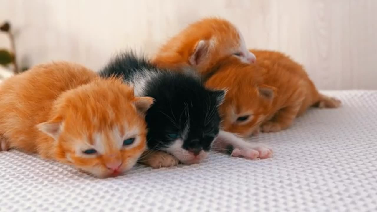 funny cat video