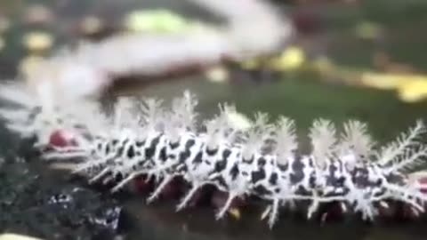 Lonomia Obliqua Caterpillar _ One Of The Most Dangerous Insects In The World #shorts #insect