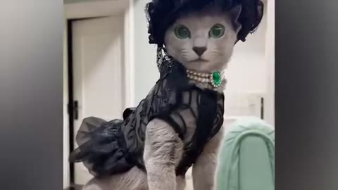 Cat animal funny videos
