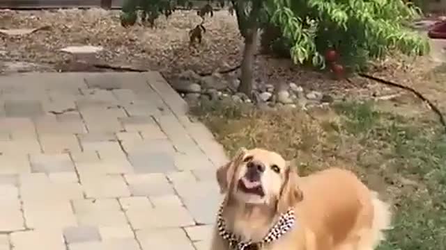 Dog Fail