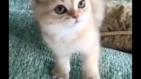 Funniest Cats - Dont try to hold back - Laughter Funny Cats Life