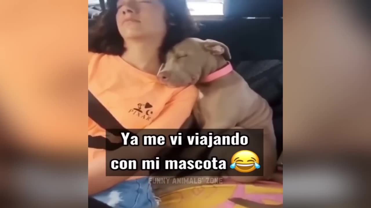 Funniest Animals 2023 😂 Funny Cats and Dogs 🐱🐶 _ Funny Animal Videos