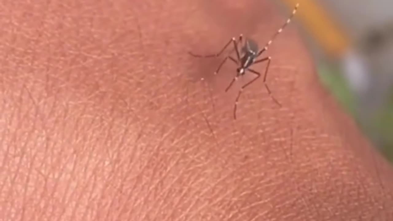 mosquito try to bite me just funny video