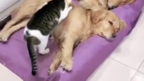 Very funny cat and dog video 😂😂🤣🤣