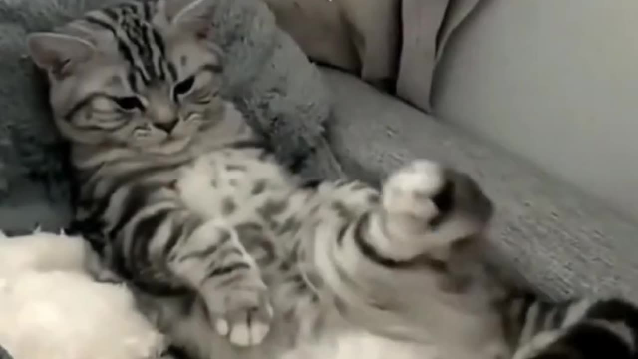 Funny cat videos | cute cats | Try not to laugh | Cat videos Compilation #funsafari