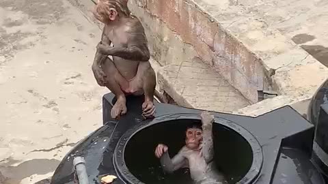 Monkey swimming