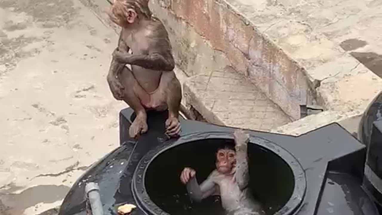 Monkey swimming