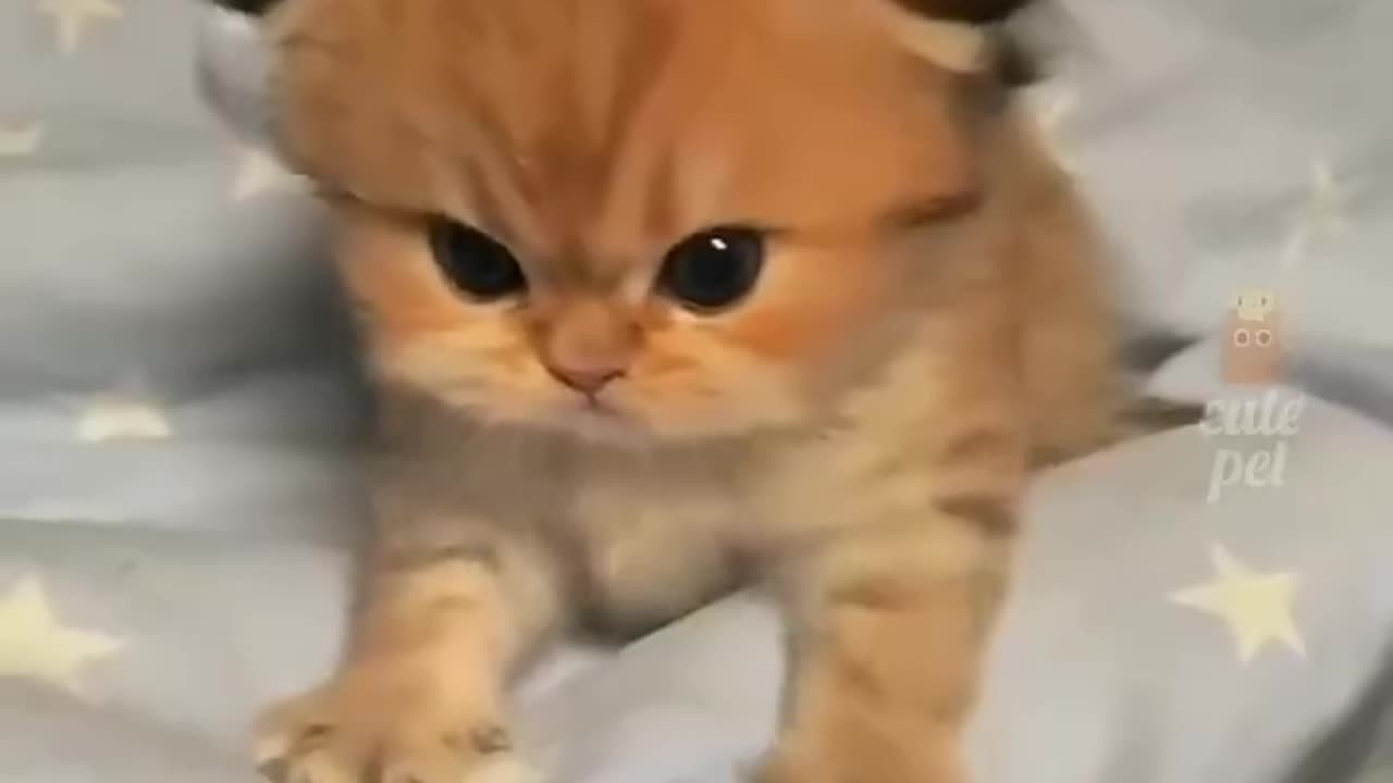 #cat