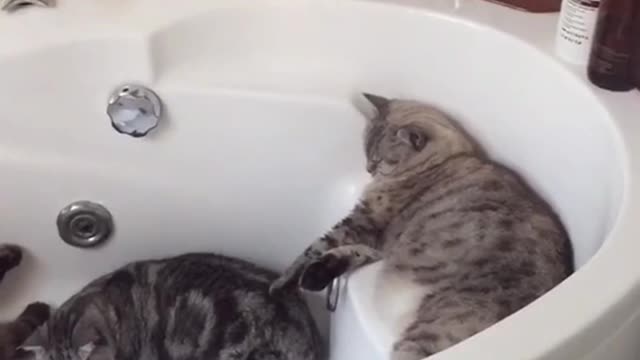 Three Cats Enjoy Naptime in the Bathtub