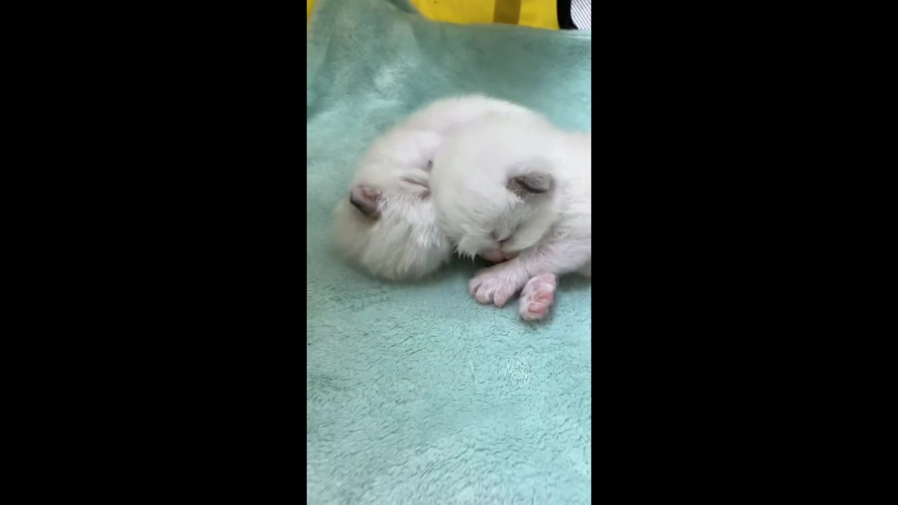 Two cute kittens cuddling together