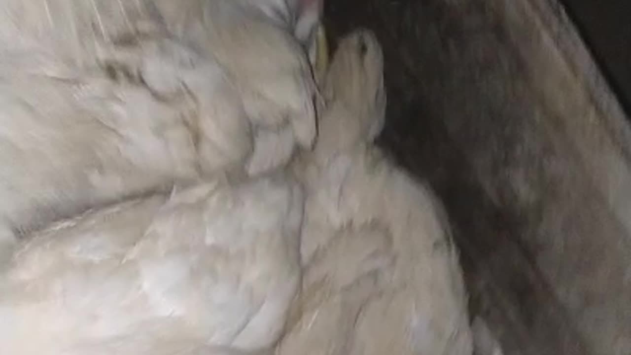 Hen are merge