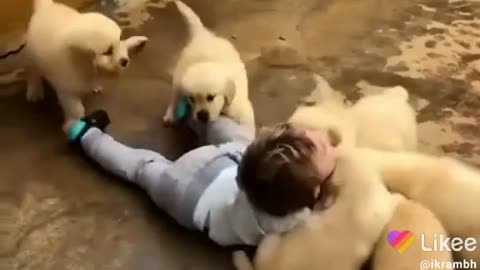 Funny parrets.Funny baby. Baby enjoying fun with dog dogs.