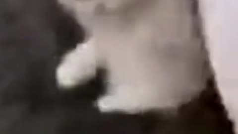 FUNNY_COMPILATION_VIDEOS_9___FUNNY_ANIMAL_COMPILATION___%23SHORTS(480p)
