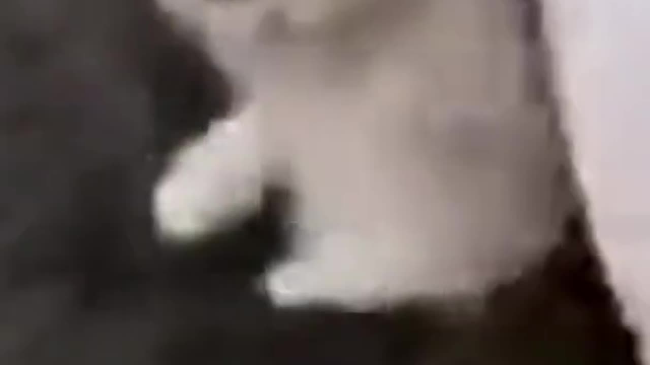 FUNNY_COMPILATION_VIDEOS_9___FUNNY_ANIMAL_COMPILATION___%23SHORTS(480p)