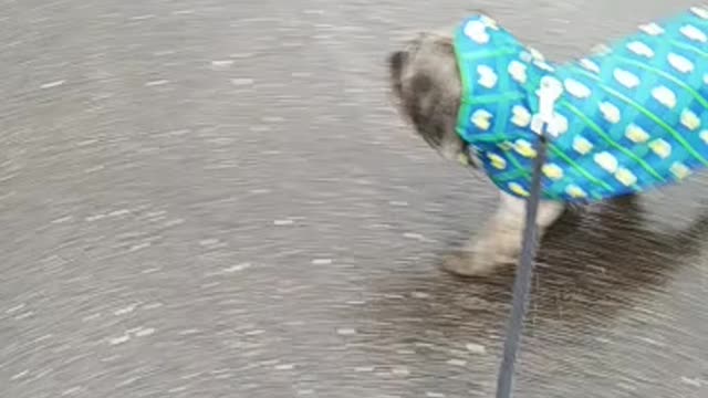 Rain rain