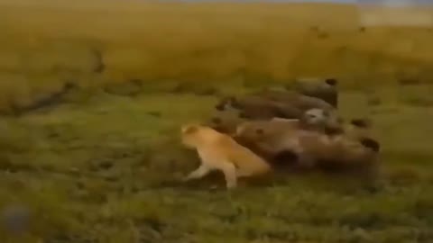 Teasing The Lion, The Hyena Was Suddenly Attacked Tragically And Painfully Disabled