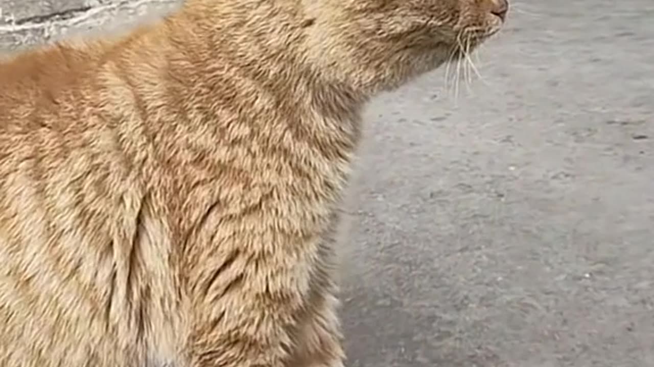 Cute cat fight video