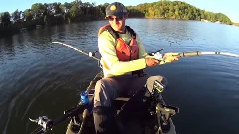 Huge Flathead Catfish