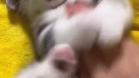 Baby Cats viral video #cutecats