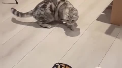 Funny Animals Series 828