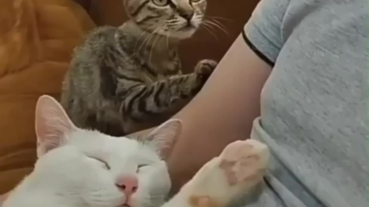 animals need love too