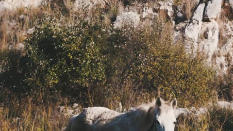 Video of a Horse Walkingv